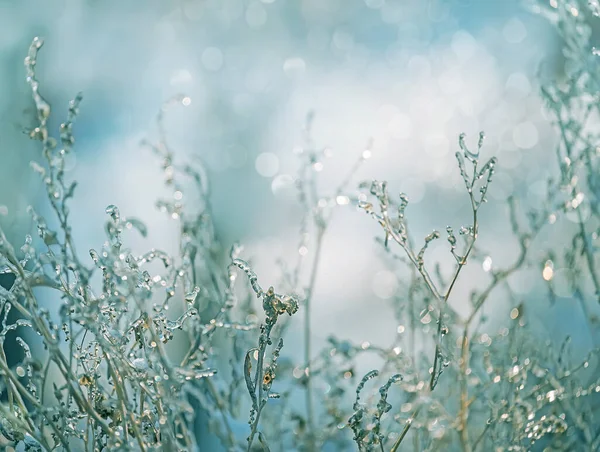 Delikatne Ażurowe Kwiaty Mrozie Delikatnie Liliowy Mroźny Naturalne Tło Zimowe — Zdjęcie stockowe