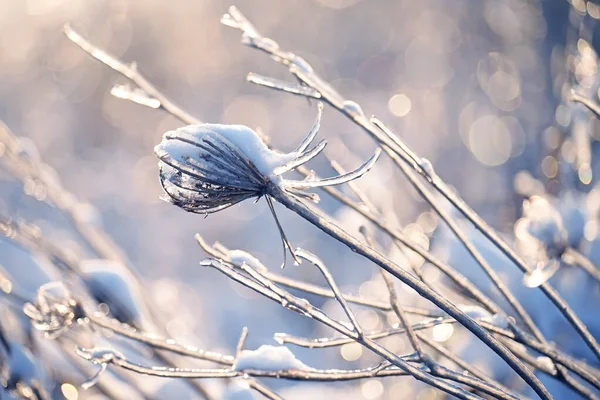 Delicate Openwork Flowers Frost Gently Lilac Frosty Natural Winter Background — Stock Photo, Image