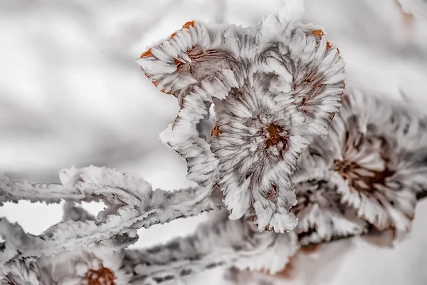 Sarı Yapraklı Dallar Buz Iğneleriyle Kaplı Doğal Kış Görünüşü Yapraklarda — Stok fotoğraf