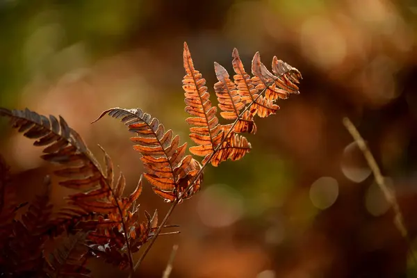 Feuilles Rouges Sur Une Branche Fougère Dans Forêt Automne — Photo