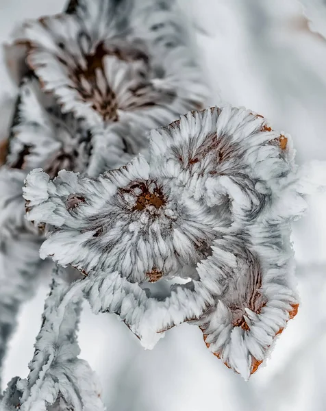 Branches Yellow Leaves Covered Frost Needles Natural Winter Look Frosty — Stock Photo, Image