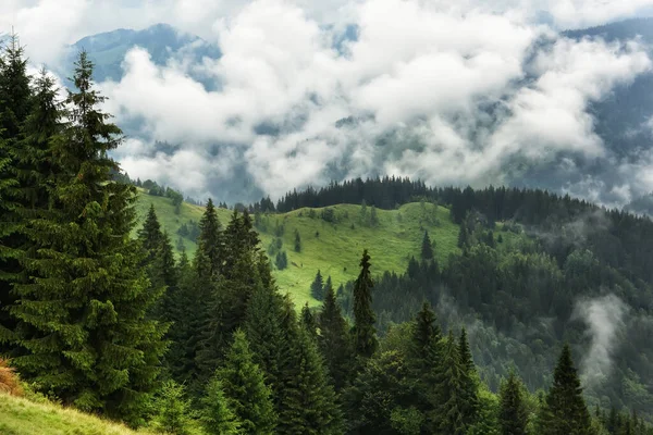 Montanhas Cobertas Floresta Coníferas Com Nevoeiro Linda Paisagem Montanha Verde — Fotografia de Stock