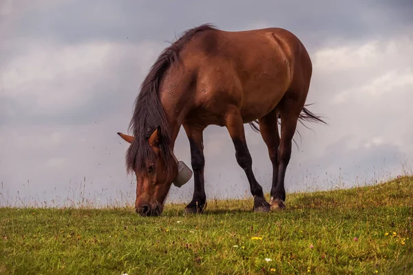 Ein Schönes Pferd Auf Einer Weide Vor Der Kulisse Von — Stockfoto