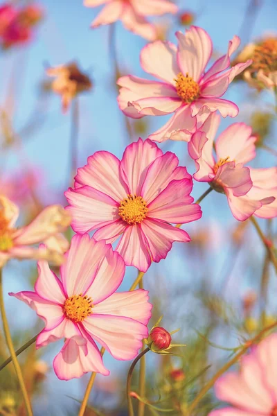 Fleurs Délicates Rose Marguerite Kosmeya Sur Fond Ciel Bleu Concentration — Photo