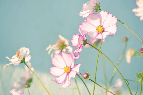 Delicadas Flores Margarita Rosa Kosmeya Sobre Fondo Cielo Azul Enfoque — Foto de Stock