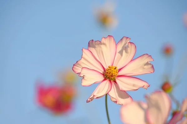 Delicadas Flores Margarita Rosa Kosmeya Sobre Fondo Cielo Azul Enfoque — Foto de Stock