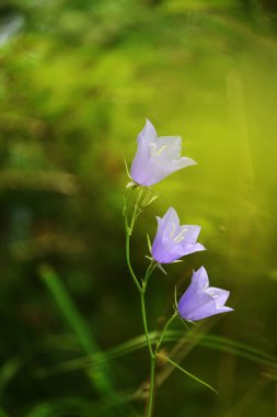 Çiçekler ormandaki doğal bir arka planda leylak ormanları çanları.