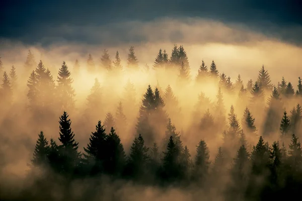 Nebbioso Paesaggio Montano Con Bosco Abeti Stile Vintage Retrò Hipster — Foto Stock