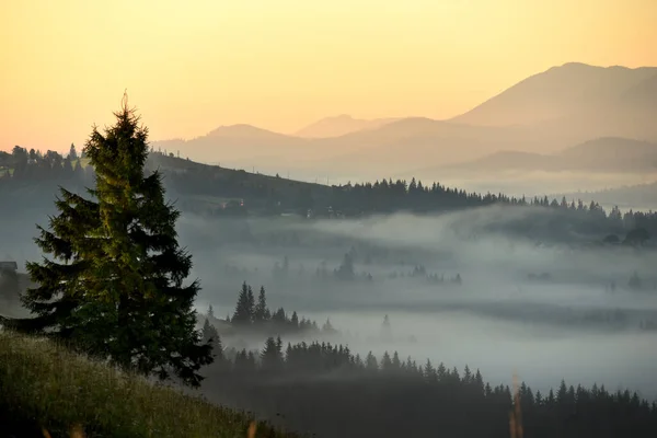 朝の山の風景 霧の中の緑の山々と谷の眺め — ストック写真