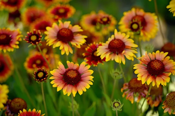Fleurs Brillantes Panachées Camomille Sur Fond Naturel — Photo