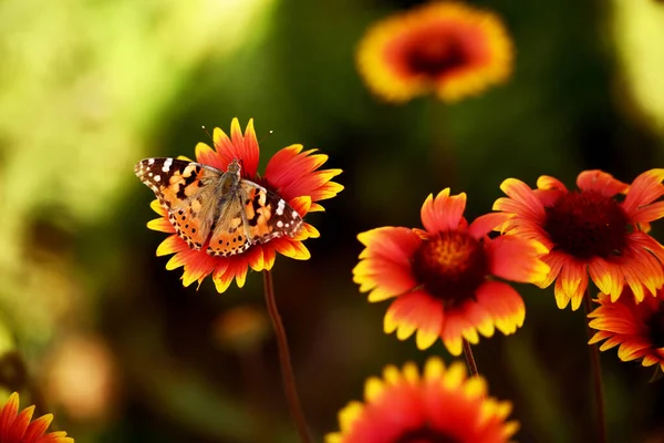 Variegerade Ljusa Kamomill Blommor Naturlig Bakgrund Och Röd Fjäril — Stockfoto