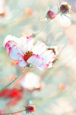 Narin bir arka planda pembe papatya kosmeya çiçekleri. Yumuşak seçici odaklanma. Hassas sanatsal fotoğraf..