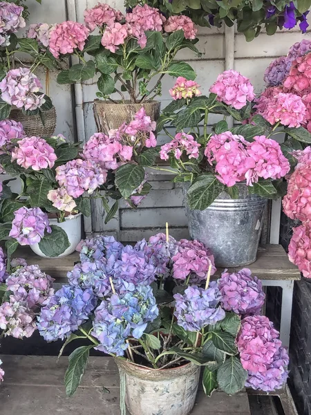 Multicolored hydrangea flowers in buckets. Vintage photo in the old garden.