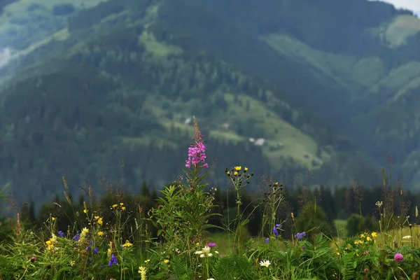 山の中で緑の牧草地で花 森の山々の壮大な景色 — ストック写真