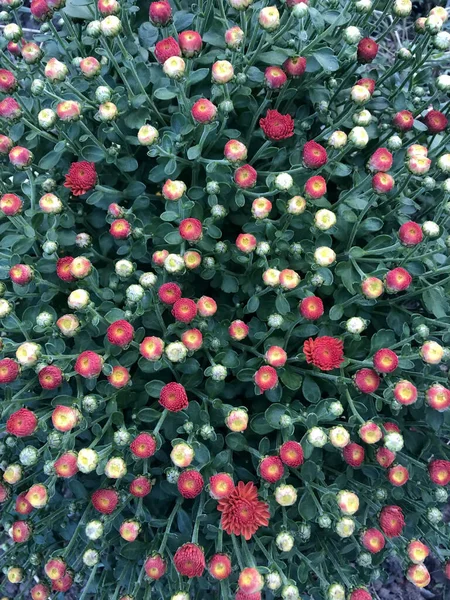 Kırmızı Kasımpatı Çiçeğinin Çiçekli Doğal Arkaplanı Sonbahar Doğal Arka Plan — Stok fotoğraf