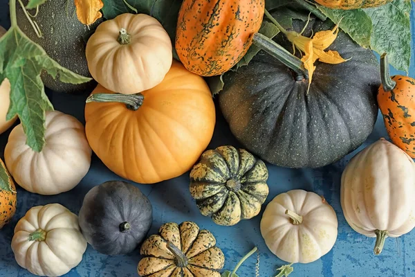 Kürbisse Verschiedenen Farben Und Formen Auf Blauem Holzgrund Herbst Erntezeit — Stockfoto