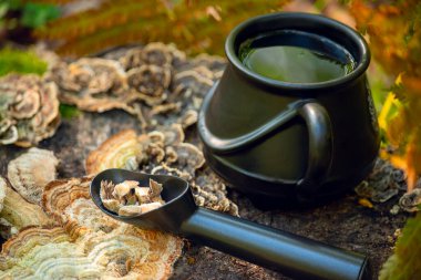 Chaga ve Hindi kuyruğu, Trametes versicolor mantarı. Mantar kahveli chaga süper yiyecekler. Kurutulmuş mantar ve bir fincan kahve. Sağlıklı organik enerji adaptojen, dayanıklılık besinleri arttırır. ... 