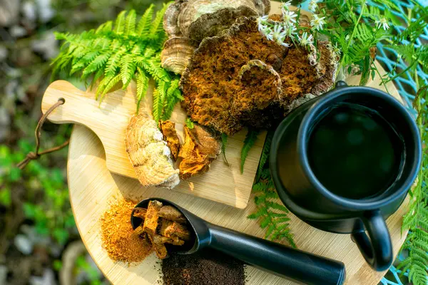 Chaga and Turkeys tail, Trametes versicolor mushroom. Mushroom coffee chaga superfood. Dried mushrooms and and a cup of coffee. Healthy organic energizing adaptogen, endurance boosting food ...