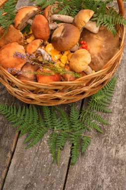 Ahşap zemin üzerinde eğreltiotu yaprakları olan orman mantarlarıyla dolu bir sepet. Sonbahar hasadı, organik gıda, doğada yiyecek arama, kırsal yaşam tarzı.