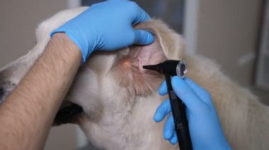 Köpekler kulak incelenmesi ile yakın çekim veteriner eller