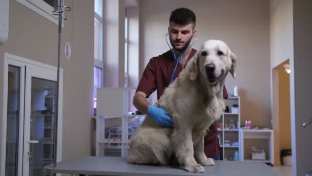 Dierenarts tijdens hond cardiologie check-up op dierenverzorging — Stockvideo