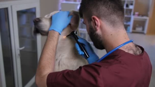 Gros plan vétérinaire contrôle chien oreille avec otoscope — Video