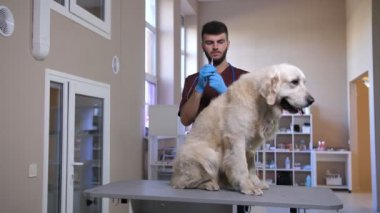 Veteriner boyun köpekler scruff için enjeksiyon yapma