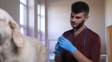 Closeup veteriner kliniğinde köpek kalça için enjeksiyon yapma