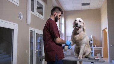 Doktor köpek bandaj kan örneği sonra veteriner