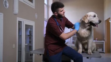 Okşayarak ve klinikte hasta köpek konuşurken veteriner