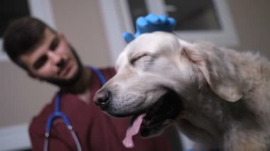 Köpek okşayarak ve pençeleri sallayarak veteriner düşük açılı