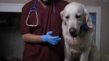 Mutlu veteriner köpek evde beslenen hayvan kliniği ile iletişim