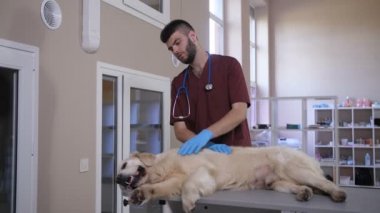 Hasta Köpek Hayvan Bakımı Kliniği'nde yalan okşayarak veteriner