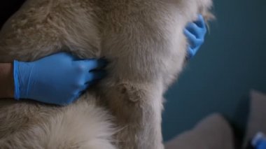 Eller köpekler kalp kontrol stetoskop ile veteriner