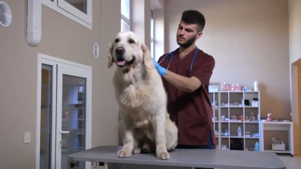 Hond krijgen van vaccinatie van dierenarts bij dierlijke kliniek — Stockvideo