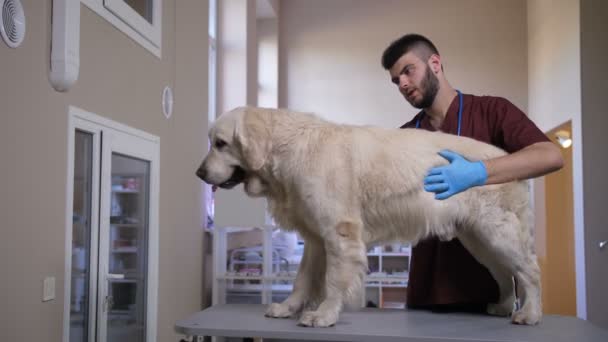 Köpekler iç organların sağlık kontrolü veteriner tarafından — Stok video