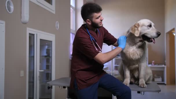 Вет погладжує і розмовляє з собакою-пацієнтом у клініці — стокове відео