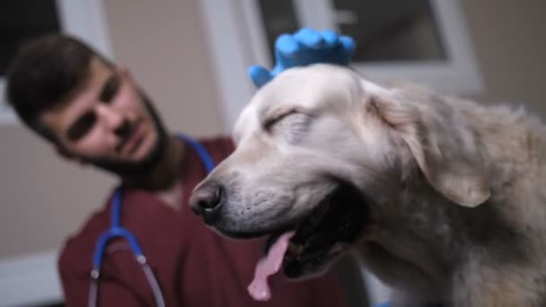 Baixo ângulo de cão acariciando veterinário e patas tremendo — Vídeo de Stock