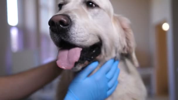 Primer plano perros cabeza siendo acariciado por veterinario manos — Vídeos de Stock