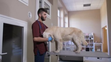 Veteriner kucaklayan köpek Check-up evde beslenen hayvan kliniği sonra