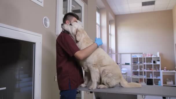Veterinär läkare tröstande hund patienten innan operation — Stockvideo