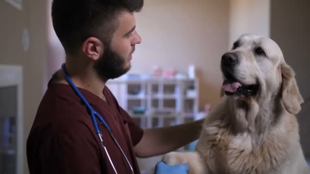 Portrait de vétérinaire et chien donnant patte et aboiement — Video