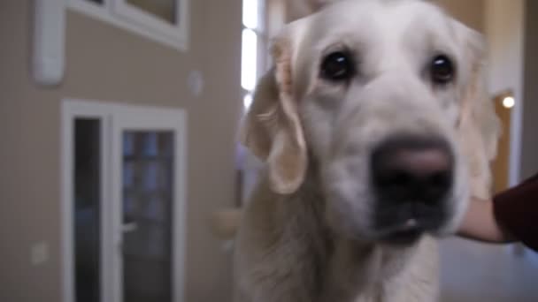 Zbliżenie labrador portret szczekanie w klinice dla zwierząt — Wideo stockowe