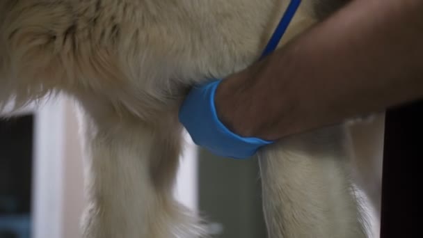 Closeup veteriner kliniğinde köpekler kalp atışı dinlerken — Stok video