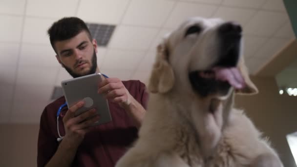 Vet desplazamiento en touchpad y acariciar perro — Vídeo de stock