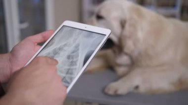 Veteriner kliniğinde tablet PC'de köpekler x-ray arıyorsunuz