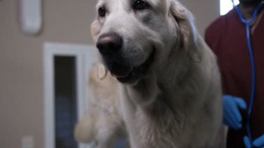 Closeup veteriner kliniğinde köpekler kalp atışı dinlerken