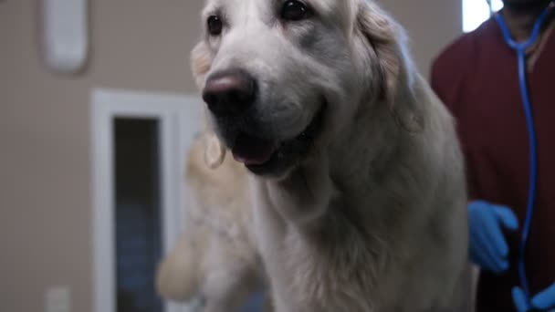 Primer plano veterinario escuchar a los perros latidos del corazón en la clínica — Vídeos de Stock