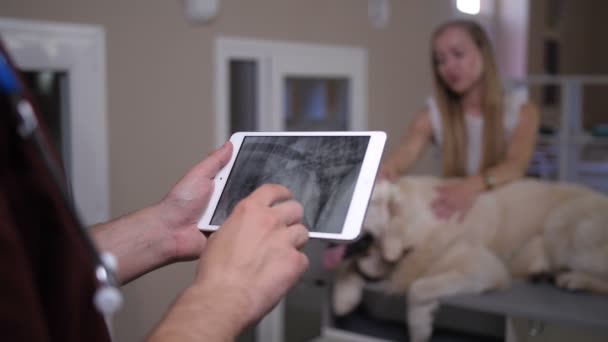 Chiens de contrôle vétérinaire résultats aux rayons X sur comprimé pc 