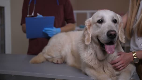 Ветеринар робить нотатки про пацієнта-ретривера — стокове відео